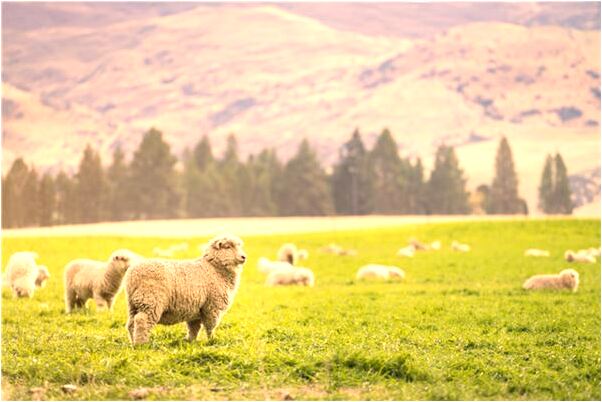 夢見老師交代的事情我沒做到會是什麼預兆_周公解夢官網