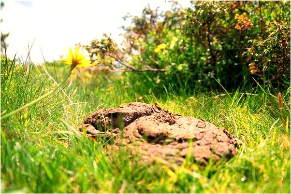 夢見被貓抓傷臉有什麼意義嗎_周公解夢官網