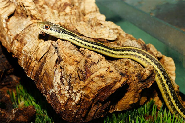 夢見蛇攔路是什麼意思_周公解夢