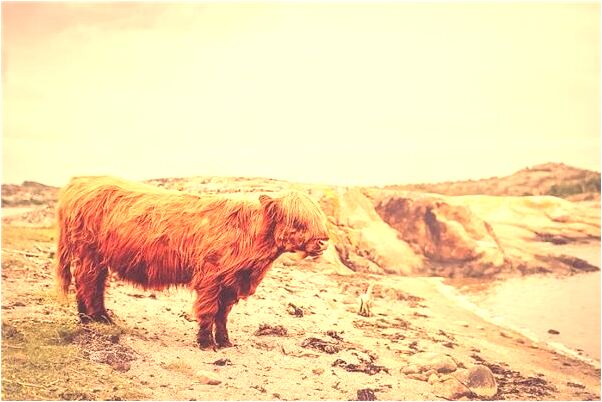 夢到和母雞做愛意味著什麼_周公解夢官網