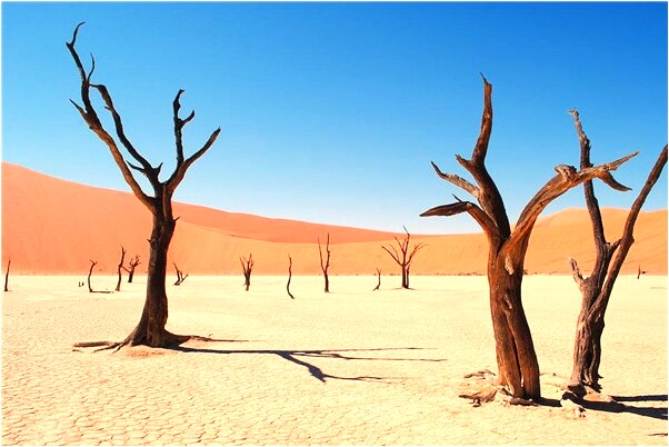 夢見小貓在家門開著是什麼意思_周公解夢官網