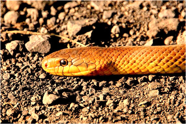 夢到黑鳥奄奄一息是好事還是壞事_周公解夢官網