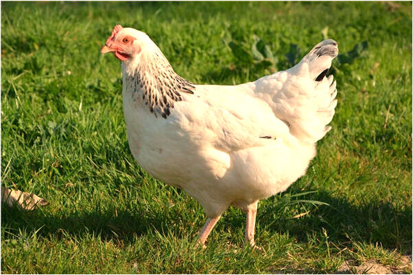 夢到了好吃的吃不到是什麼徵兆_周公解夢官網