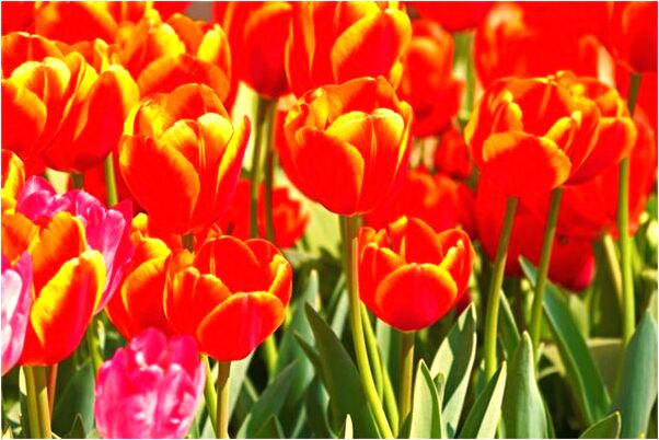 夢到了女人被打死怎么說_周公解夢官網