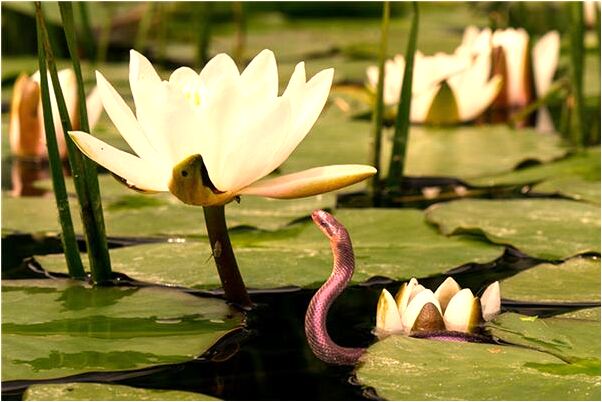 夢見有一個人吃老鼠啥意思_周公解夢官網