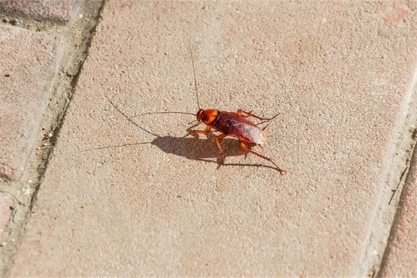 夢到蟑螂_周公解夢