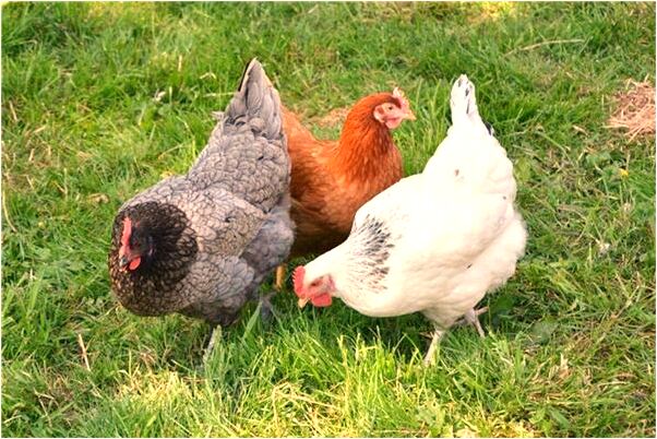 夢到自己的女兒輪滑比賽第一名有何寓意_周公解夢官網