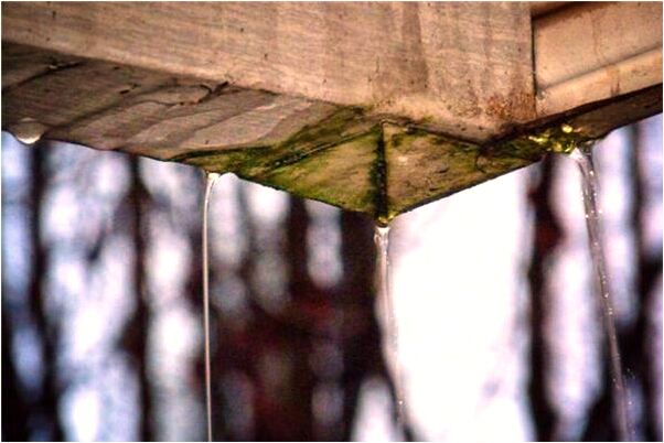 夢到了有人向我扔蜘蛛網和蜘蛛有什麼徵兆_周公解夢官網