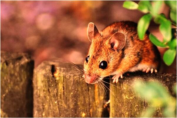 夢見爸爸掉水裡了好不好_周公解夢官網