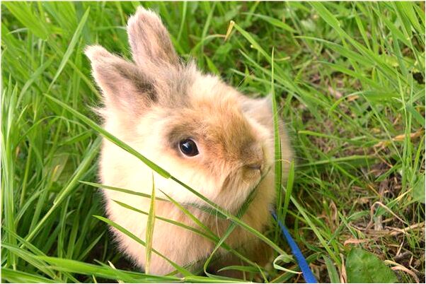 夢到考試沒筆是凶兆還是吉兆_周公解夢官網