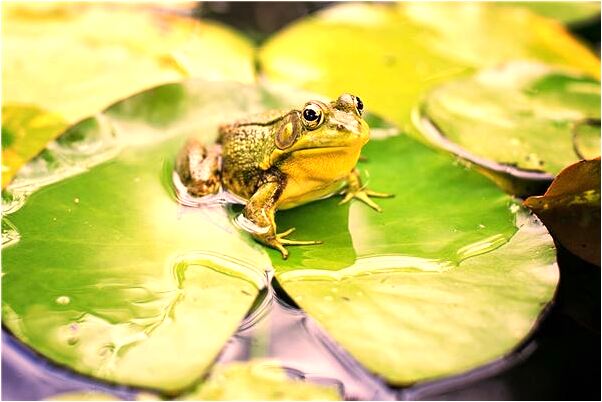 夢到了貓群但被灰貓追是什麼徵兆_周公解夢官網