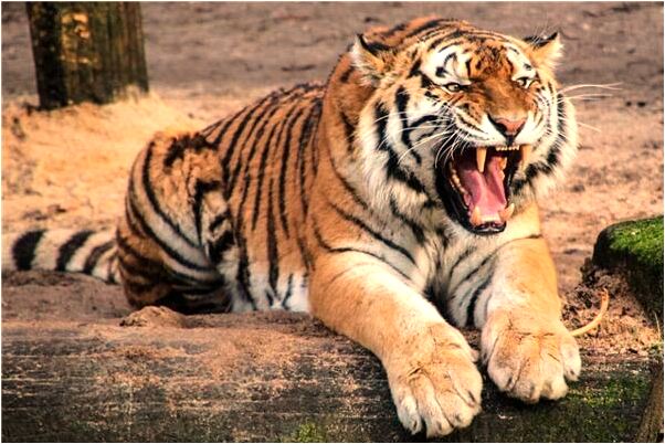 夢到我可以過安逸的生活是什麼意思_周公解夢官網