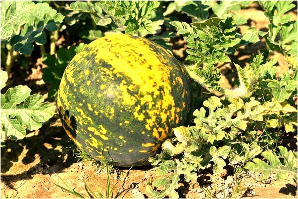 夢到了頭上髒東西花有什麼寓意嗎？_周公解夢官網