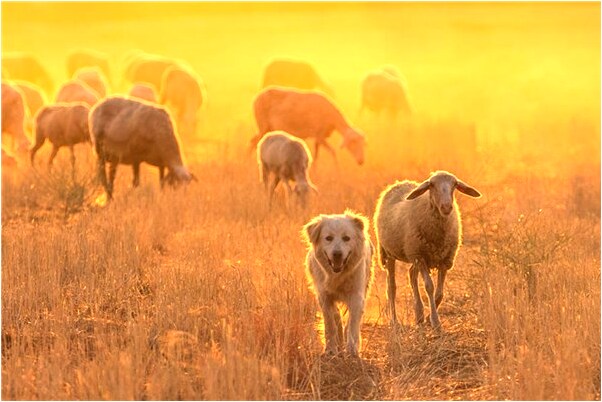 夢到朋友到家裡是凶兆還是吉兆_周公解夢官網