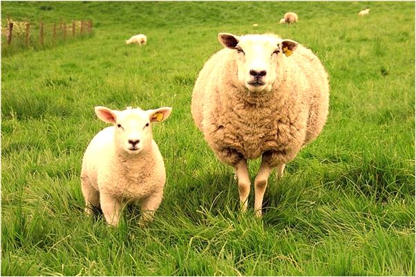 夢到了鯨魚流血代表什麼_周公解夢官網