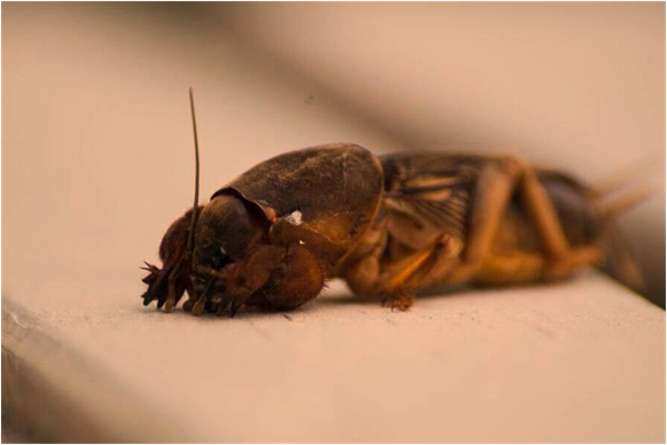 夢見被三個女鬼追怎么樣_周公解夢官網