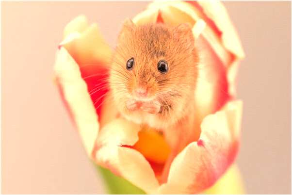 夢見夢陡壁抓烏龜掉下來摔出血會怎么樣_周公解夢官網