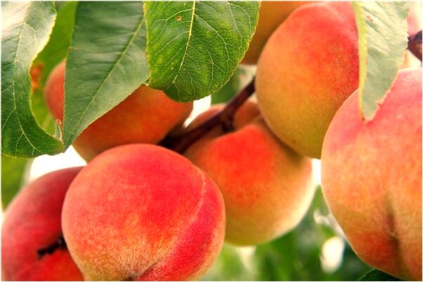 夢到了烤整隻小豬會怎么樣_周公解夢官網