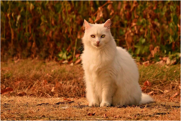 夢見人落井後又復活是什麼預兆_周公解夢官網