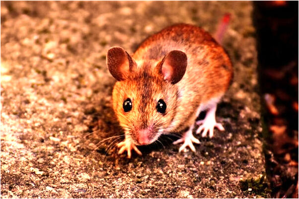 夢到找眼境是什麼意思_周公解夢官網