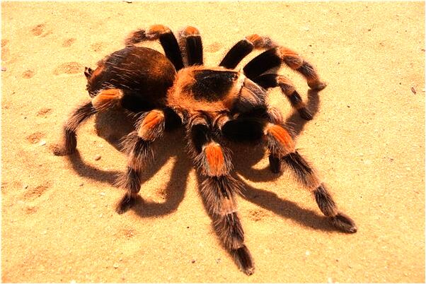 夢到買房博物館是什麼意思？_周公解夢官網