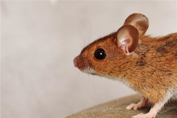 1984年9月屬鼠的人姻緣_十二生肖