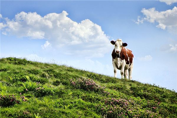 屬牛男喜歡什麼身材的女生_十二生肖