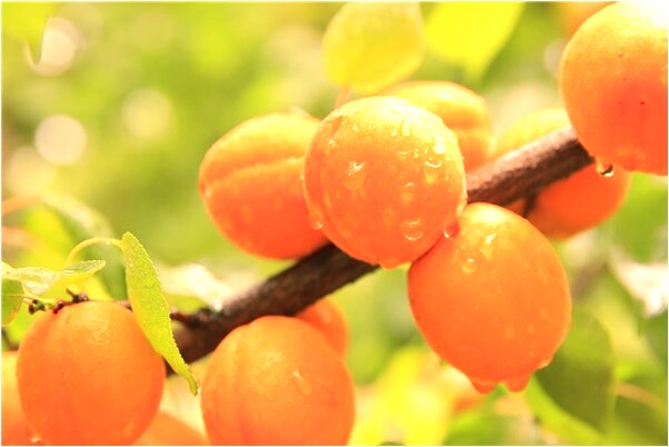 夢到了老太婆在天花板好不好_周公解夢官網