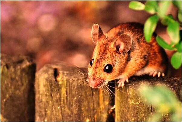 夢見英星入廟預示了什麼_周公解夢官網