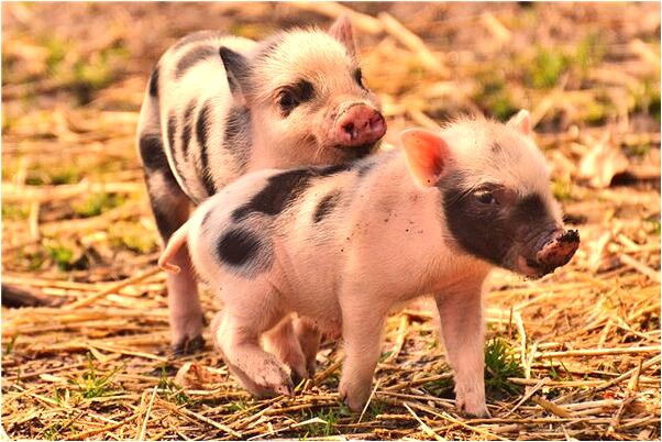 夢到因被開除哭了是凶兆還是吉兆_周公解夢官網