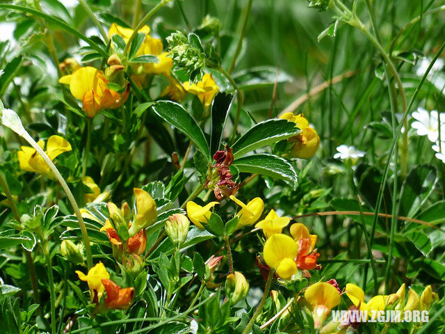 夢見水溝流水_周公解夢夢到水溝流水是什麼意思_做夢夢見水溝流水好不好_周公解夢官網