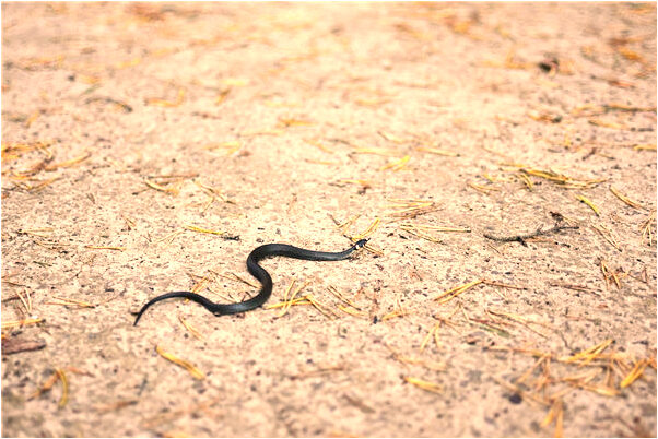 夢見要找風火輪代表著什麼？_周公解夢官網