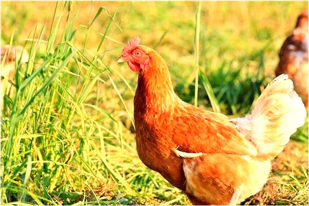 夢到吃黑色花生米有什麼含義_周公解夢官網