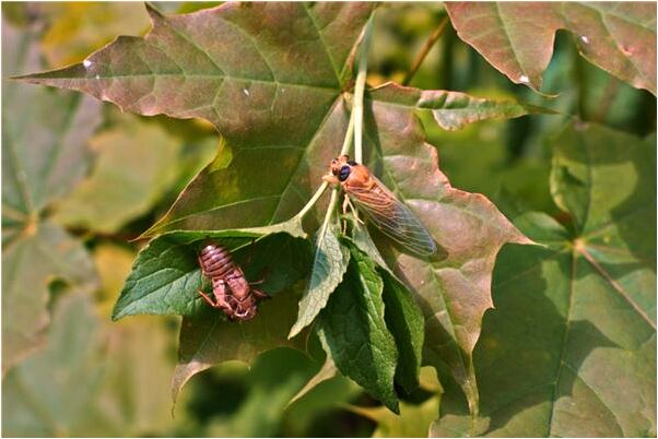 夢見栽各種各樣的樹是凶兆還是吉兆_周公解夢官網