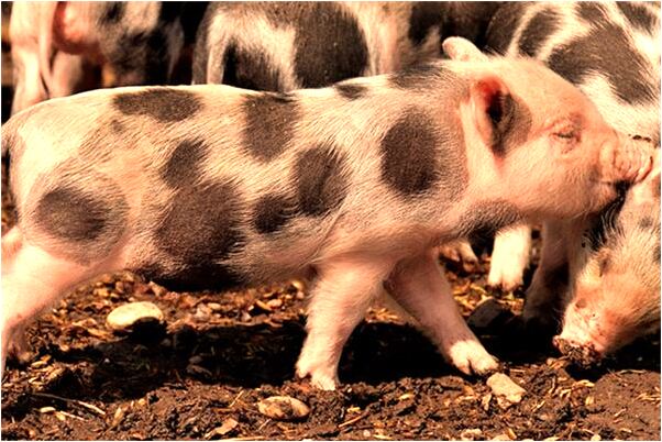 夢到了自己和死人躺在棺材裡是什麼意思_周公解夢官網