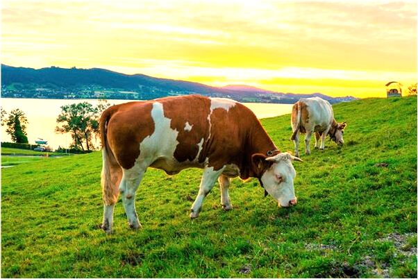 夢到了結婚並不是現在的老公意味著什麼_周公解夢官網