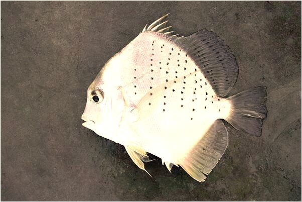 夢到跟男朋友遇到危險是什麼兆頭_周公解夢官網