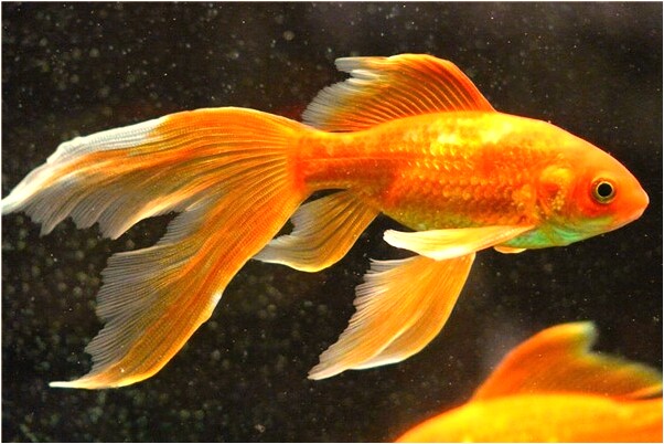 夢到女朋友接見母親意味著什麼_周公解夢官網