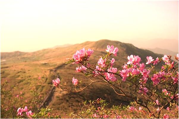 夢到汽車壓的是死人怎么樣_周公解夢官網