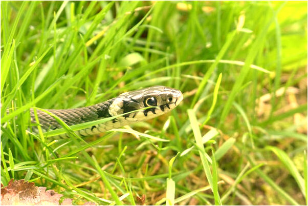 夢到了女人帶孝是怎么回事_周公解夢官網
