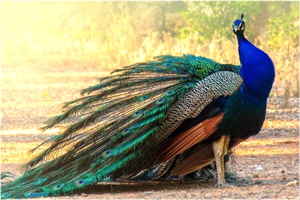 夢見新蓋的排房怎么樣_周公解夢官網