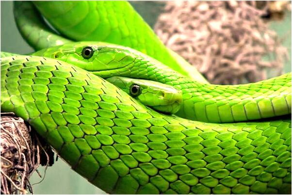 夢到了掉進河裡又被人拉上來意味什麼_周公解夢官網