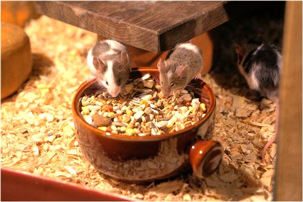 夢到家人一起吃飯是啥預兆_周公解夢官網