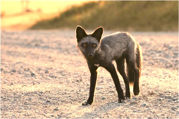 夢到果樹接滿小西紅柿是什麼啟示_周公解夢官網