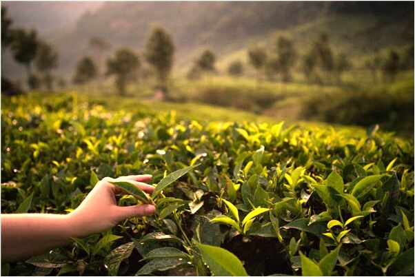 夢到了被水淹死是什麼預兆？_周公解夢官網