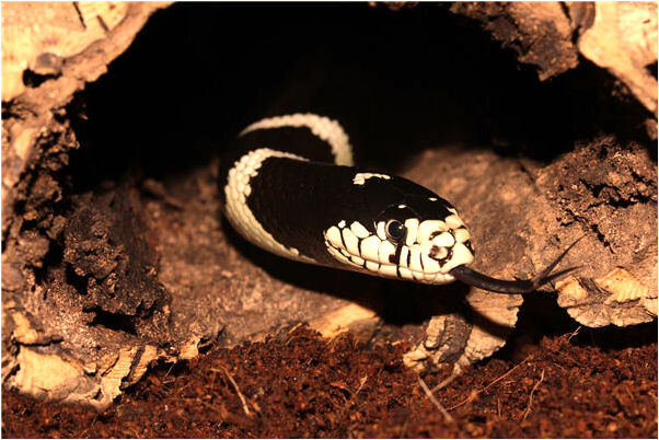 夢到屋頂漏天預示了什麼_周公解夢官網