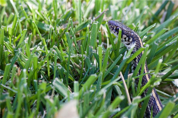 做夢夢見好多蛇_周公解夢