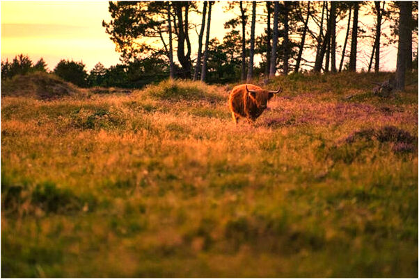 夢見男友進我家有什麼意思_周公解夢官網