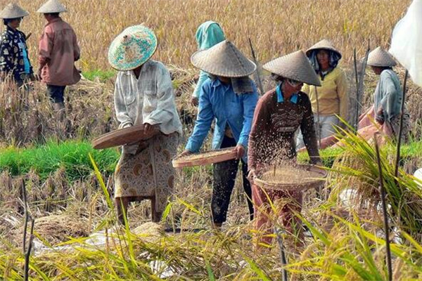 夢到打米怎麼回事_周公解夢