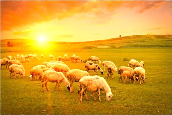 夢到國中同學求婚是吉兆嗎?_周公解夢官網